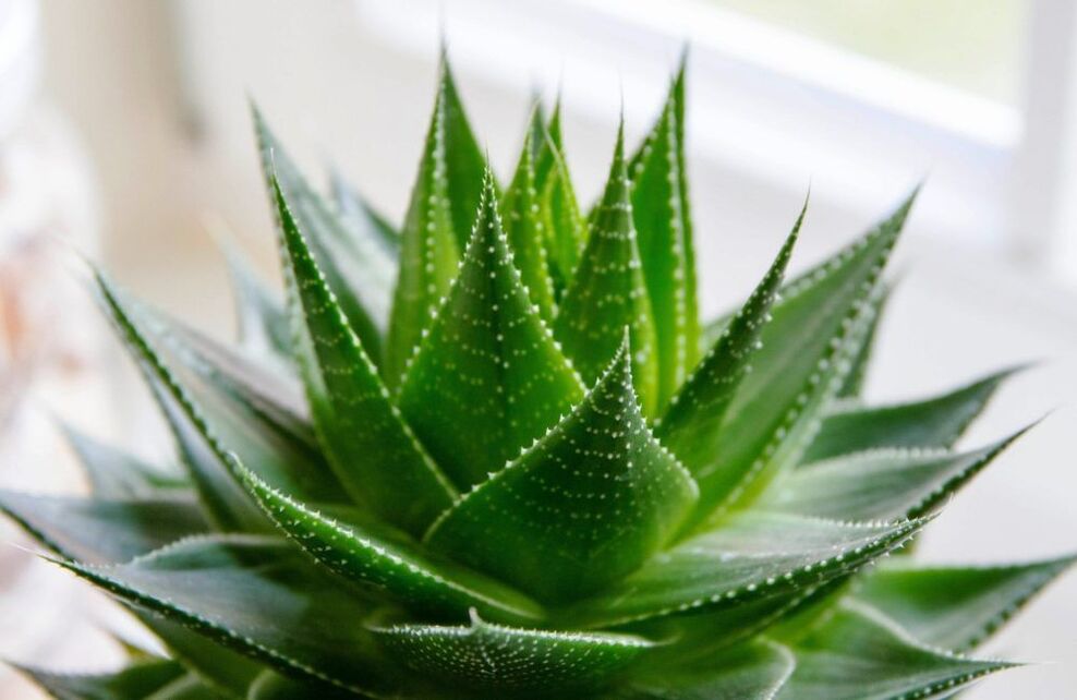 芦荟可以增大阴茎